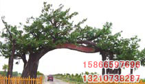 ͼƬƣFMFZ003
2079