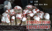 ͼƬƣTHS031
1882